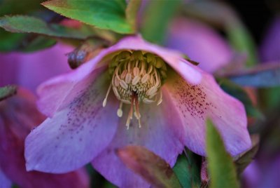 Helleborus orientalis - čemeřice východní - květ - detail